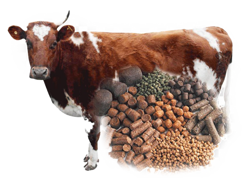 bull cow goat family dairy cattle farming pellet mill خوراک دام - کارخانه خوراک دام