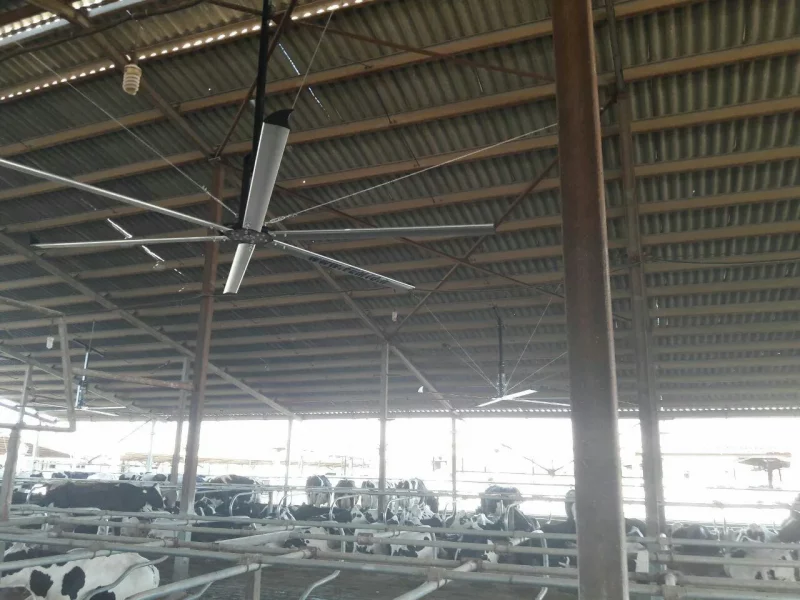 HVLS Ceiling Fans in Livestock