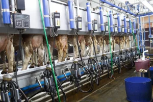 herringbone milking parlor شیر دوشی 300x200 - محصولات تکنو دام صنعت