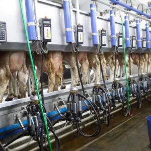 herringbone milking parlor شیر دوشی 300x300 - صفحه نخست