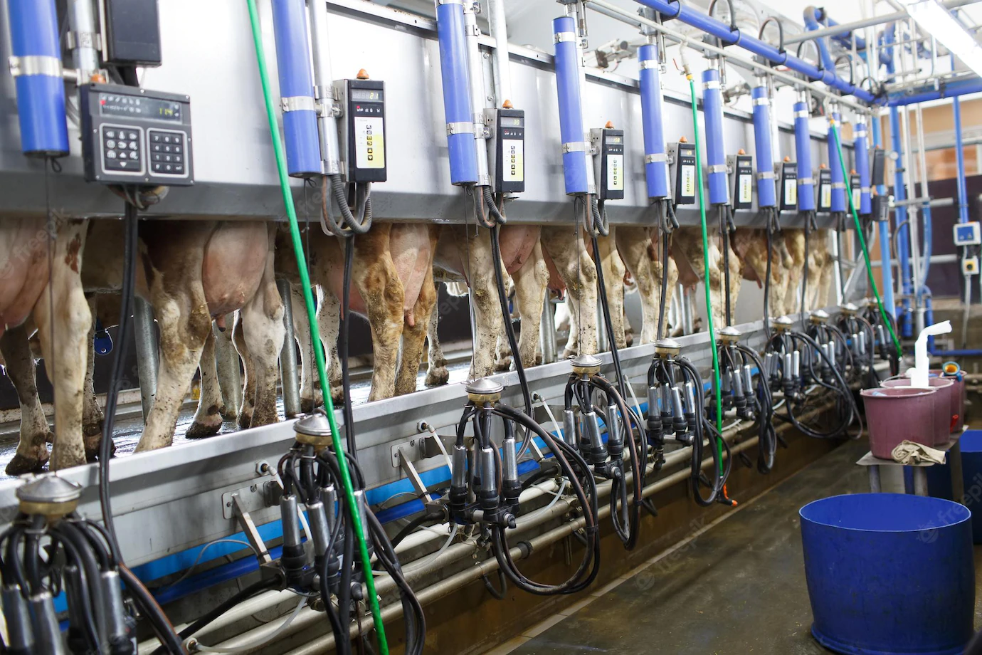 herringbone milking parlor شیر دوشی - نتایج جستجو فیلتر