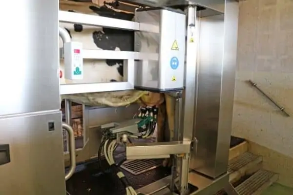 Robotic cow milking شیردوشی روباتیک - شیر دوشی دامداری
