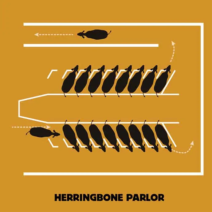 herringbone parlor2 شیردوشی - شیر دوشی دامداری