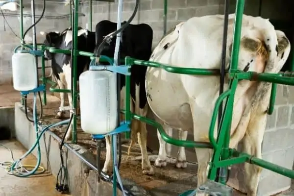 tandem milking parlor شیردوشی - شیر دوشی دامداری